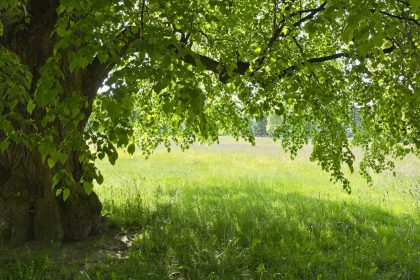 Unter den Linden – Von Walther von der Vogelweide