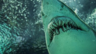 US-Touristin (21) stirbt bei Haiangriff auf den Bahamas