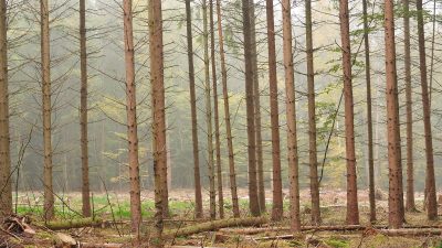 Forstwirtschafstrat fürchtet massive Schäden in deutschen Wäldern