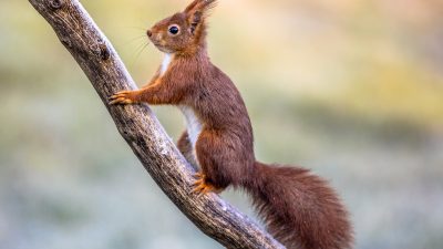 Crystal Meth gefüttert: Besitzer wollte Eichhörnchen in gefährliches Kampftier verwandeln