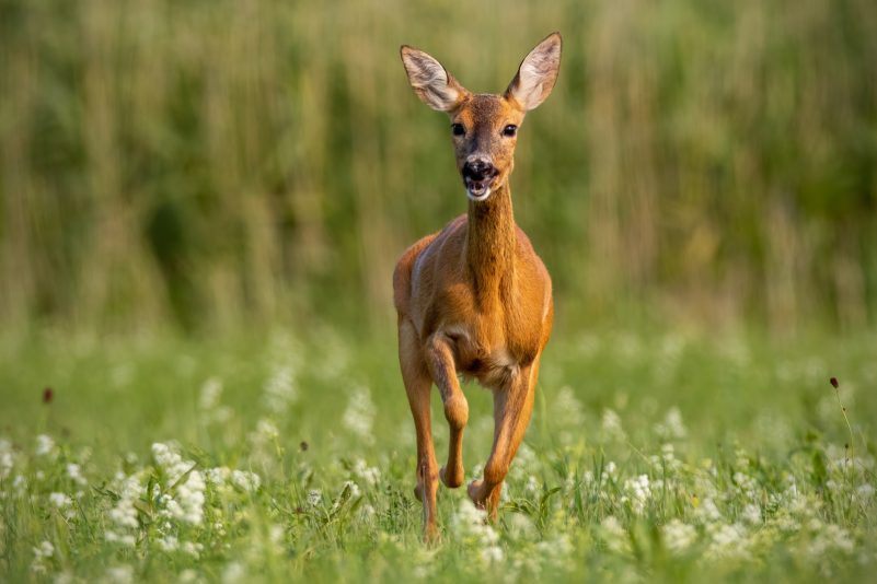Jäger befreien Reh aus “beklemmender” Lage