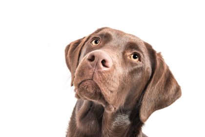 Woher kommt der süße Blick von Hunden?