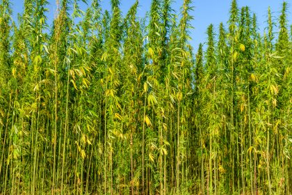 Schleswig-Holstein: Großrazzia gegen Betreiber von Cannabisplantagen