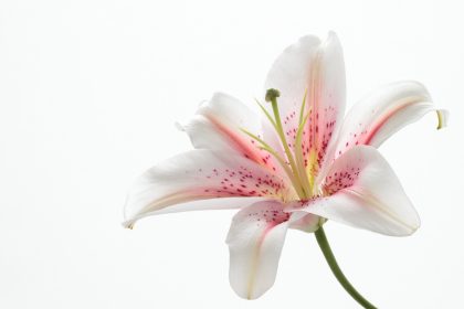 Du meine Seele, du mein Herz – Von Friedrich Rückert