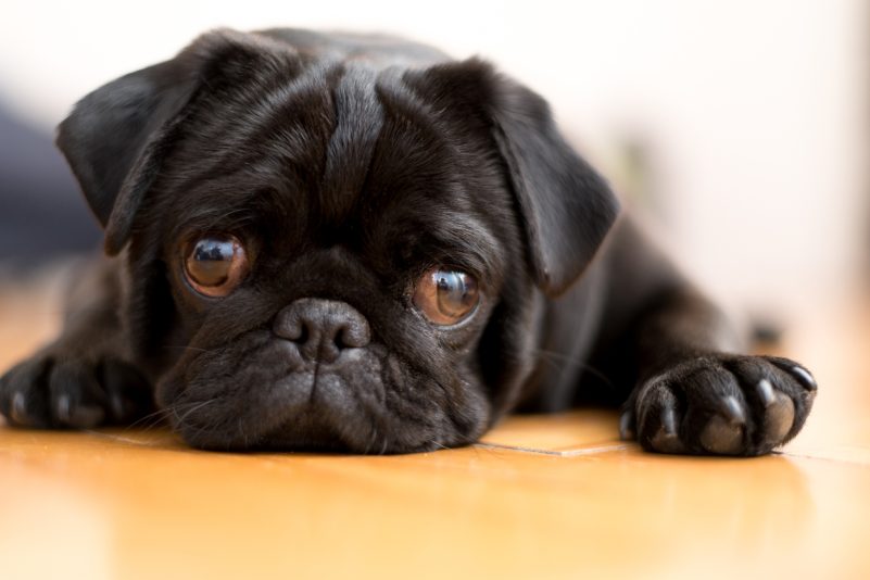 Die beste Hundemutter aller Zeiten