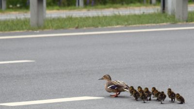 Entenfamilien wirbeln Verkehr auf zwei Bundesstraßen durcheinander