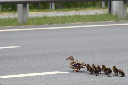 Entenfamilien wirbeln Verkehr auf zwei Bundesstraßen durcheinander