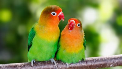 Schrille Vögel bieten tierische Unterhaltung