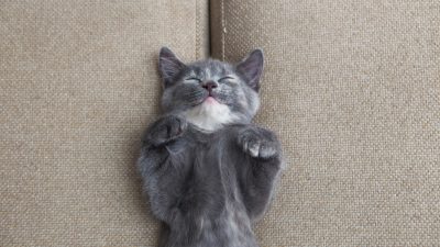 Der gemütlichste Platz einer Katze ist das Bett seines Dieners