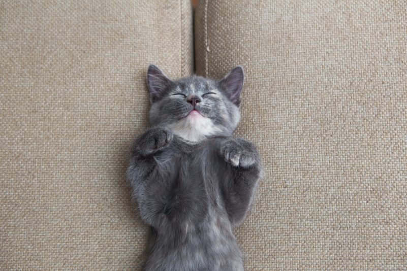 Der gemütlichste Platz einer Katze ist das Bett seines Dieners