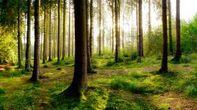 Sommerhitze: FDP-Agrarpolitiker verlangt „Wald-Verbot“ für alle wegen Brandgefahr