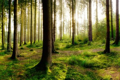 Sommerhitze: FDP-Agrarpolitiker verlangt „Wald-Verbot“ für alle wegen Brandgefahr
