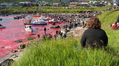 Färöer Delfinmassaker: Grausame Volksfeste in Nordeuropa färben das Meer blutrot