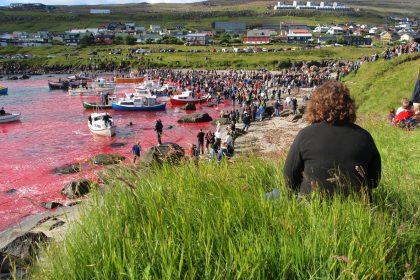 Färöer Delfinmassaker: Grausame Volksfeste in Nordeuropa färben das Meer blutrot