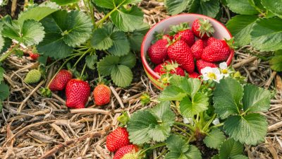 Bauern vorsichtig vor der Ernte – Erdbeeren etwas teurer