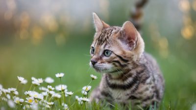 Studie: Katzen können sich mit SARS-CoV-2 infizieren und übertragen – zeigen aber keine Symptome