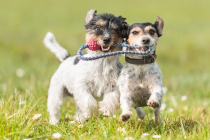 40 Grad Plus: Hitzeschutz für Hund, Hamster und Co.