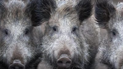Bundesjägertag: Mit Pfeil und Bogen Wildschweine in Stahnsdorf bei Potsdam jagen?