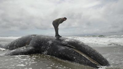 Ungewöhnlich viele tote Grauwale an der US-Westküste angeschwemmt