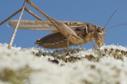 Endzeitszenario? Heuschrecken-Invasion auf Sardinien