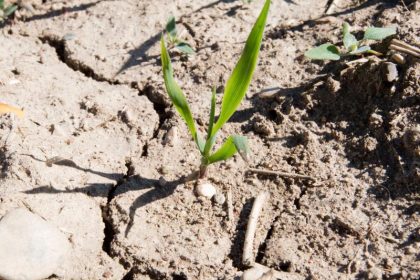 Bauernverband erwartet durchschnittliche Ernte – Extremwetter jedoch weiterhin bedrohlich