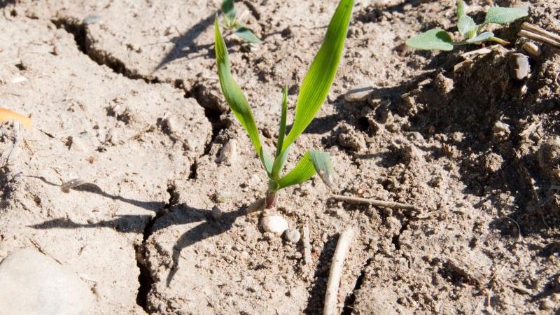 Bauernverband erwartet durchschnittliche Ernte – Extremwetter jedoch weiterhin bedrohlich