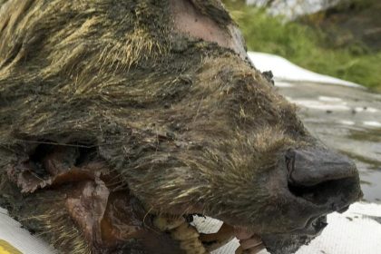Gut erhaltener Kopf eines Eiszeit-Wolfs in Sibirien gefunden