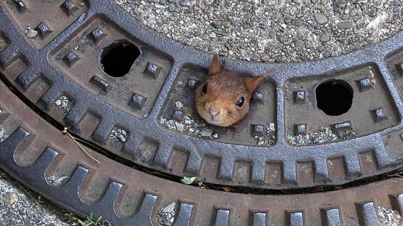 Kurioser Feuerwehr-Einsatz in Dortmund: Süßes Eichhörnchen aus Gullydeckel gerettet