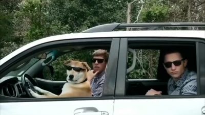 Hund + Uber = Huber