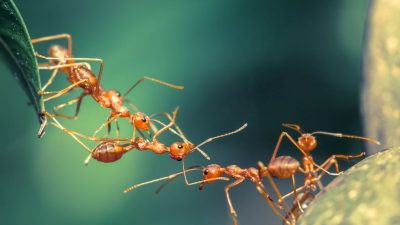 Die Ameisen – Von Joachim Ringelnatz
