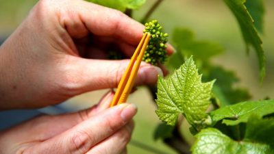 Hitzewelle in Frankreich schmälert diesjährige Weinproduktion deutlich