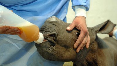Südliches Breitmaulnashorn nach künstlicher Befruchtung in San Diego geboren