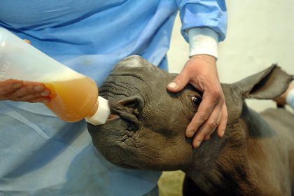 Südliches Breitmaulnashorn nach künstlicher Befruchtung in San Diego geboren