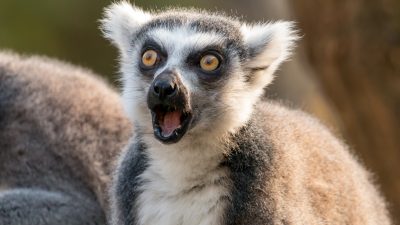 Auf der Suche nach einem Haustier: Mann stielt seltenen Lemuren aus kalifornischem Zoo