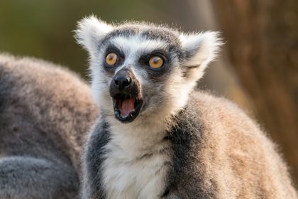 Auf der Suche nach einem Haustier: Mann stielt seltenen Lemuren aus kalifornischem Zoo