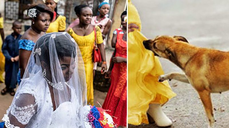 Heldenhafter Hund attackiert Selbstmordattentäter: Sein Einsatz rettet Hochzeitsgesellschaft