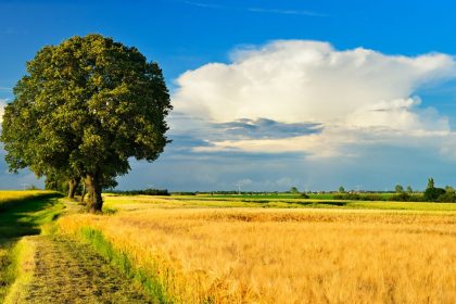 Im Sommerwinde – Von Bruno Wille