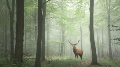 Nur eine Stunde im grünen Wald – Von Auguste Kurs
