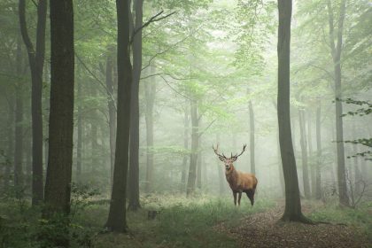 Nur eine Stunde im grünen Wald – Von Auguste Kurs