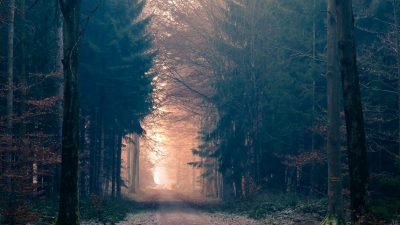 Nachts im Wald – Von Christian Morgenstern