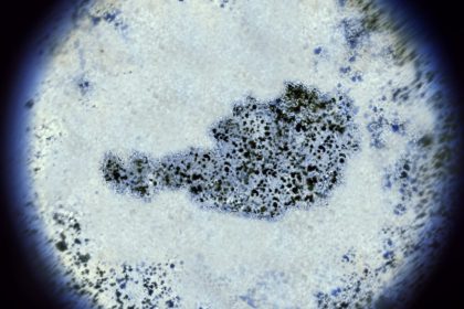 Nature Index: Österreichs Forschung boomt – zählt zu den sechs leistungsstärksten der Welt