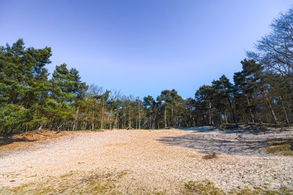 Fichten, Buchen, Kiefern – Naturschützer warnen vor Waldsterben in Sachsen-Anhalt