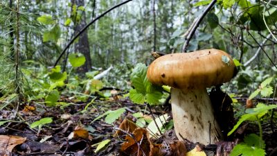 Leichenfund in Lauf: Pilzsammler findet Mordopfer im Wald – Ehepaar unter Tatverdacht