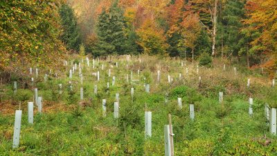 Klöckner will rund 500 Millionen Euro in Aufforstung des Waldes investieren
