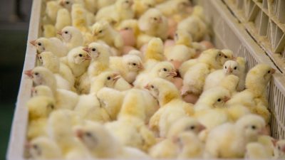 Mehr registrierte Fälle von Tierquälerei – Künast kritisiert „organisierte Agrarkriminalität“