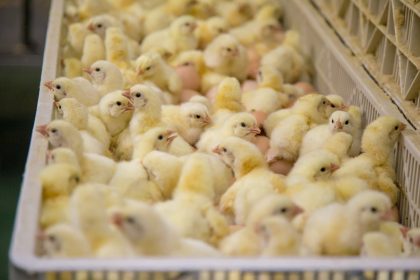 Mehr registrierte Fälle von Tierquälerei – Künast kritisiert „organisierte Agrarkriminalität“