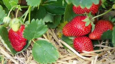 Ernte von Spargel und Erdbeeren: Anbaufläche gesunken, Ernte geringer