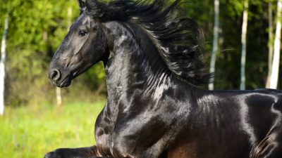 Pferd mit wallender Mähne und muskulösem Körper verzückt das Internet