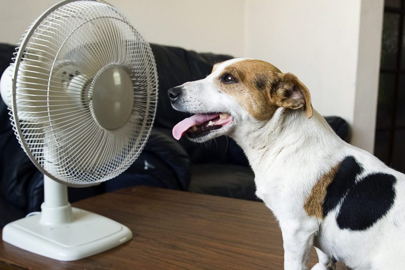 Die Hundstage kommen: Der alljährliche Heißluftföhn aus der Sahara