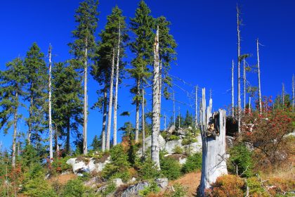 Waldbesitzer fürchten Milliardenkosten: Stürme und Borkenkäfer schaden den Wäldern
